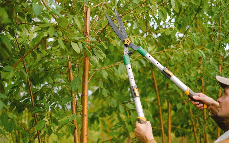 Tree trimming in Edinburg, ND