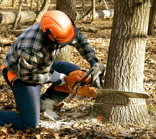 Tree Removal in Edinburg, ND